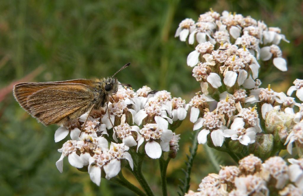 Thymelicus lineola?